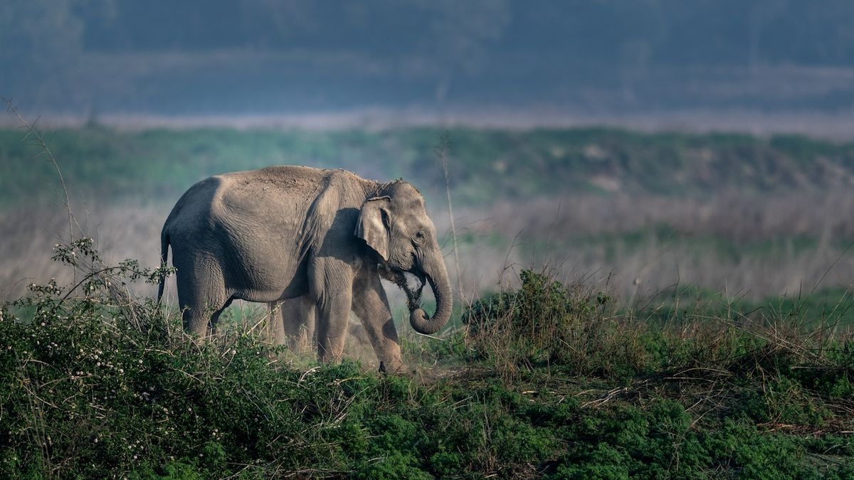 Slon v Indii zabil ženu. Pak přišel na pohřeb a pošlapal její ostatky